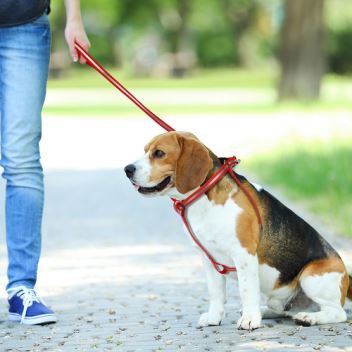 Puppy obojek, postroj a vodítko, který materiál je perfektní？ （1）
